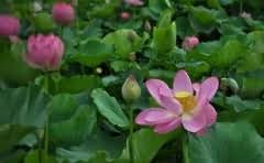 奥迪发动机大修后还能开多久?